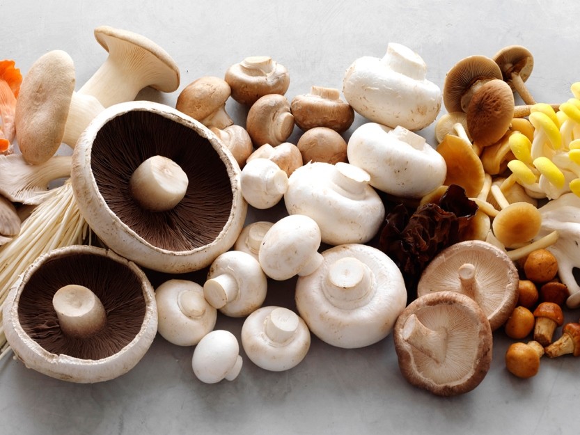 You are currently viewing Профилактика пищевых отравлений от употребления дикорастущих грибов